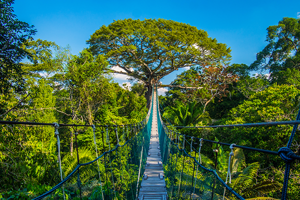 14Dec19 Peru Jungle