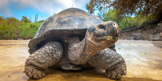 Ecuador tortoise