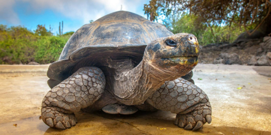 Ecuador