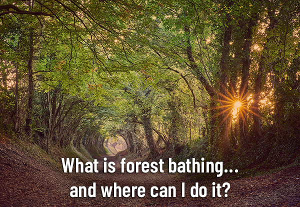 Forest bathing