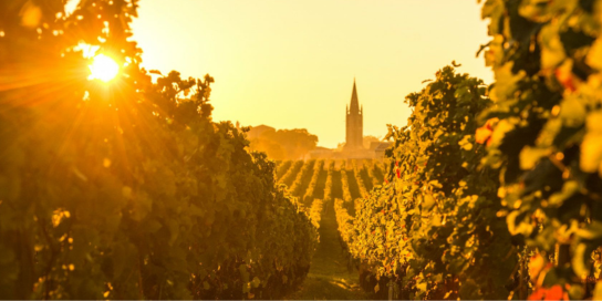 France Bordeaux vinyard