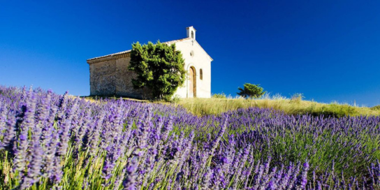 France provence lavender