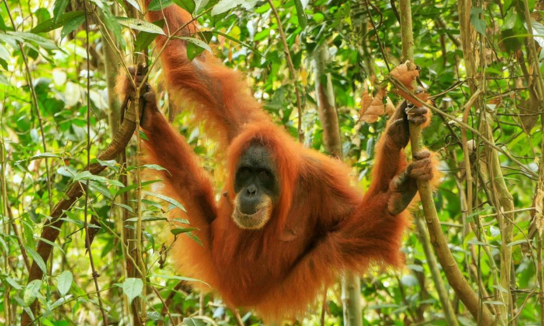 Indonesia orangutan