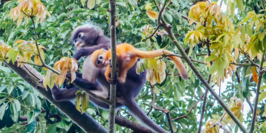 Langkawi Malaysia 