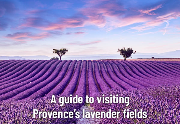 Lavender France NL