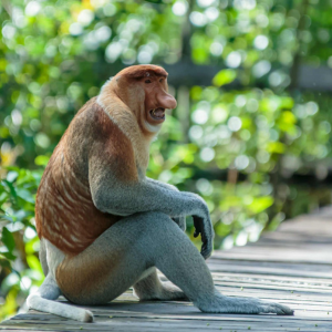 Malaysia monkey