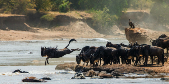 Masai mara