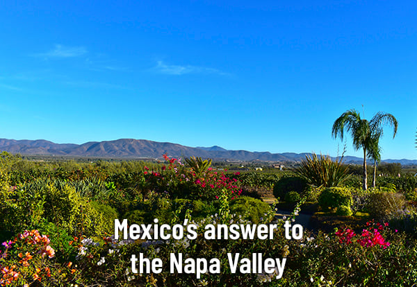 Mexicos Napa Valley
