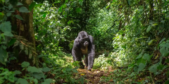 For many, seeing gorillas is the most important item on a Uganda itinerary