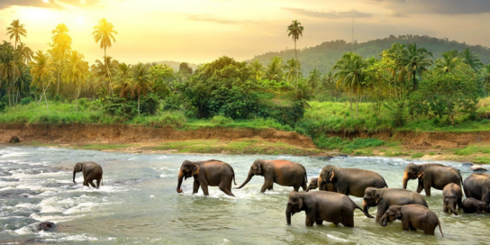 Sri Lanka elephant