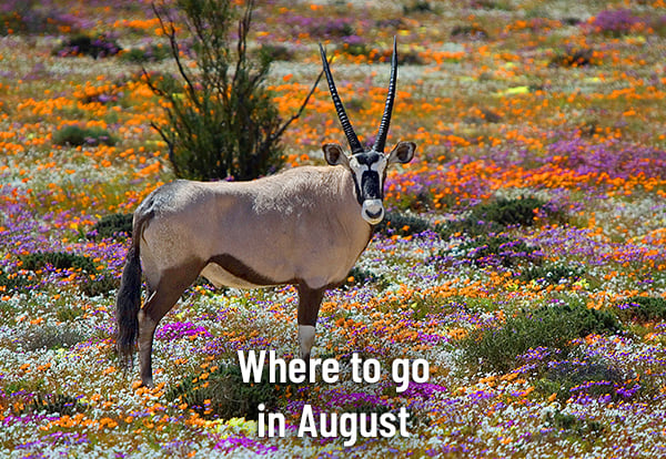 Where to go in August