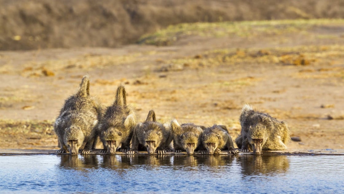 chacma-baboon-kruger-national-park-south-africa-shutterstock_625067708