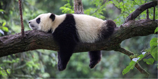 giant panda china