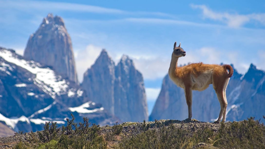 guanaco-lama-andes-torres-del-paine-patagonia-chile-shutterstock_14121091_c959d664ec