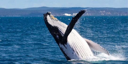 humpback whale australia YHA