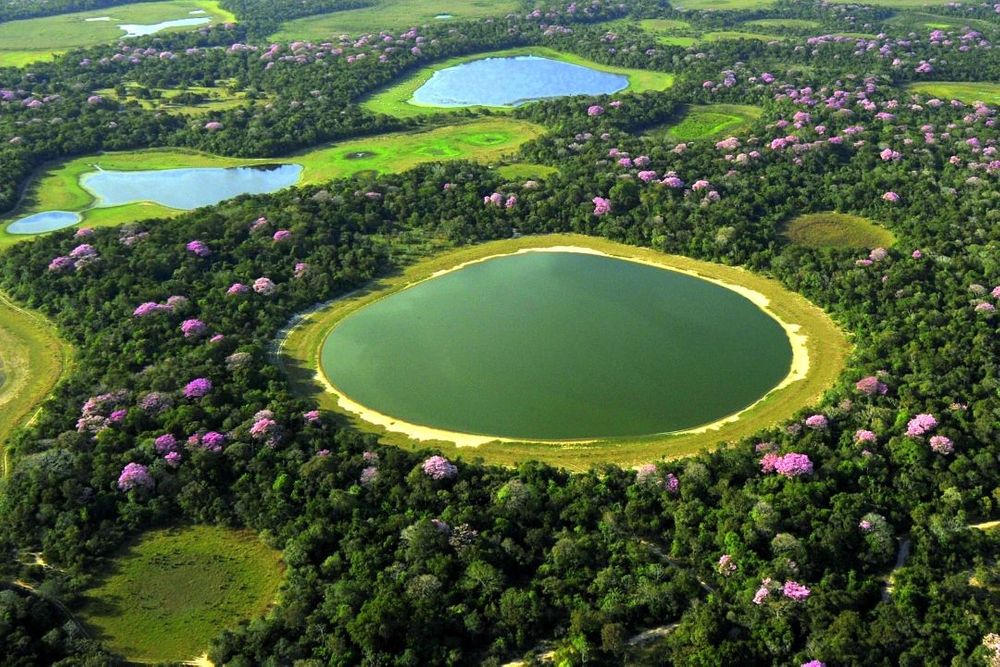 pantanal brazil