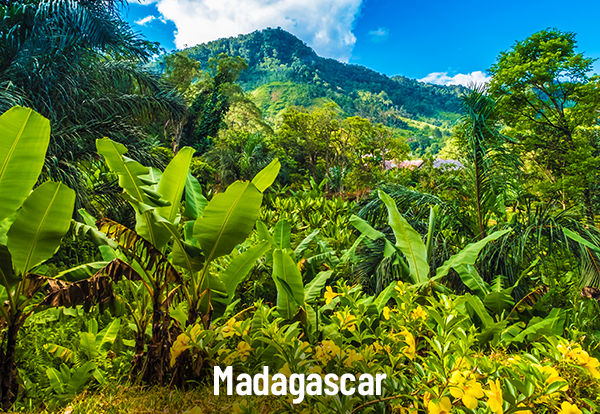 Madagascar S