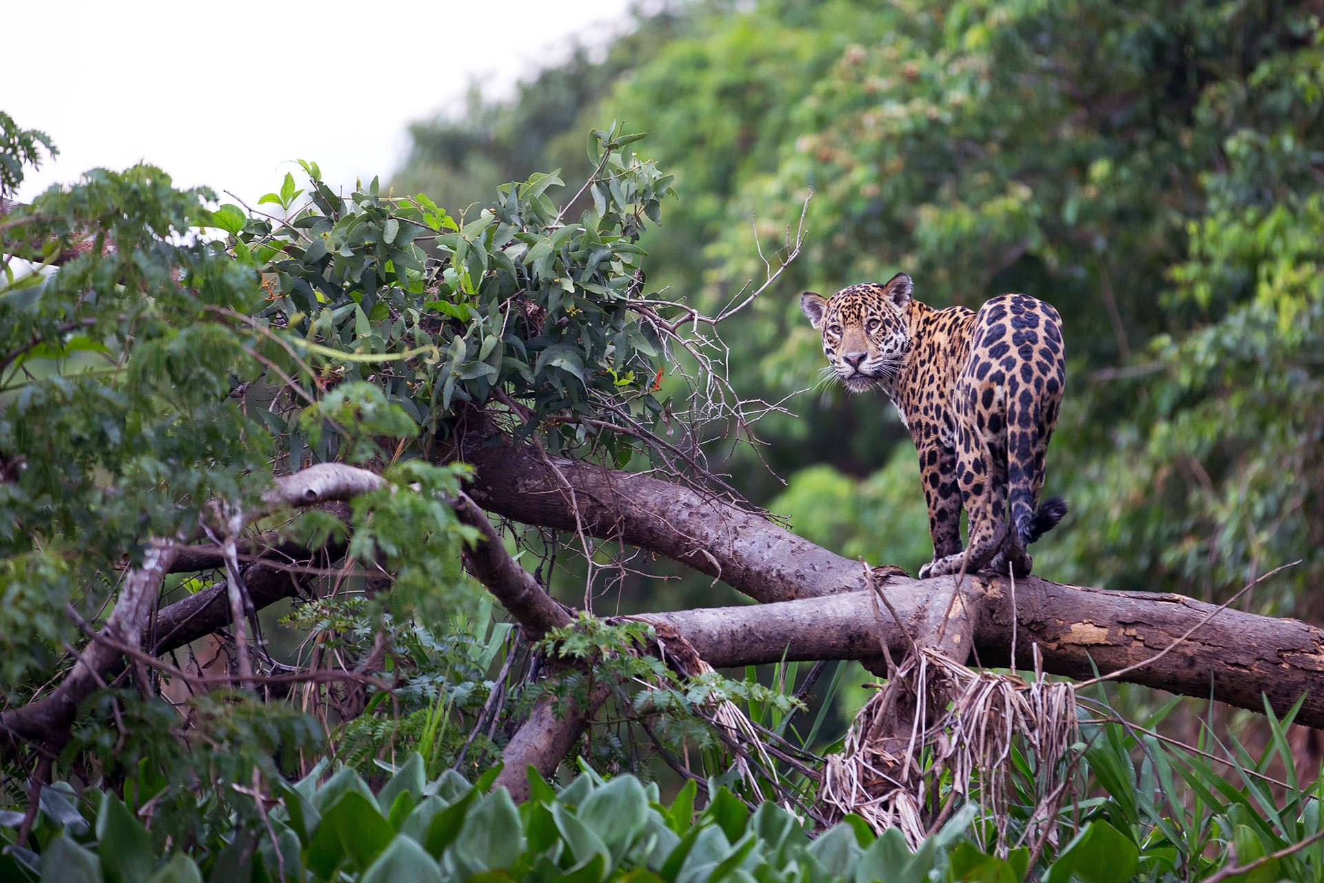 jaguar-costa-rica-shutterstock_473867038